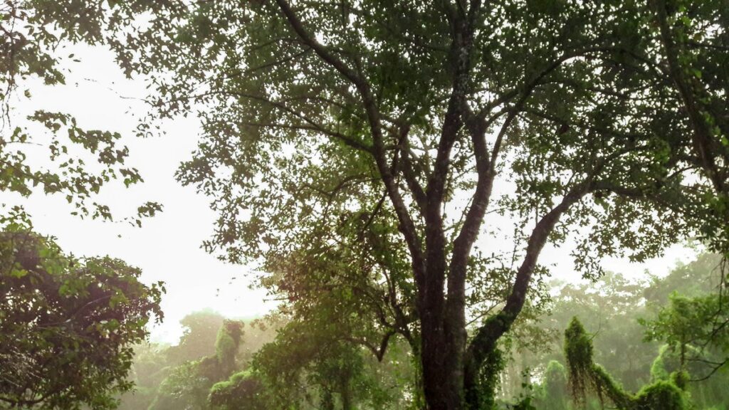 green trees and green grass during daytime